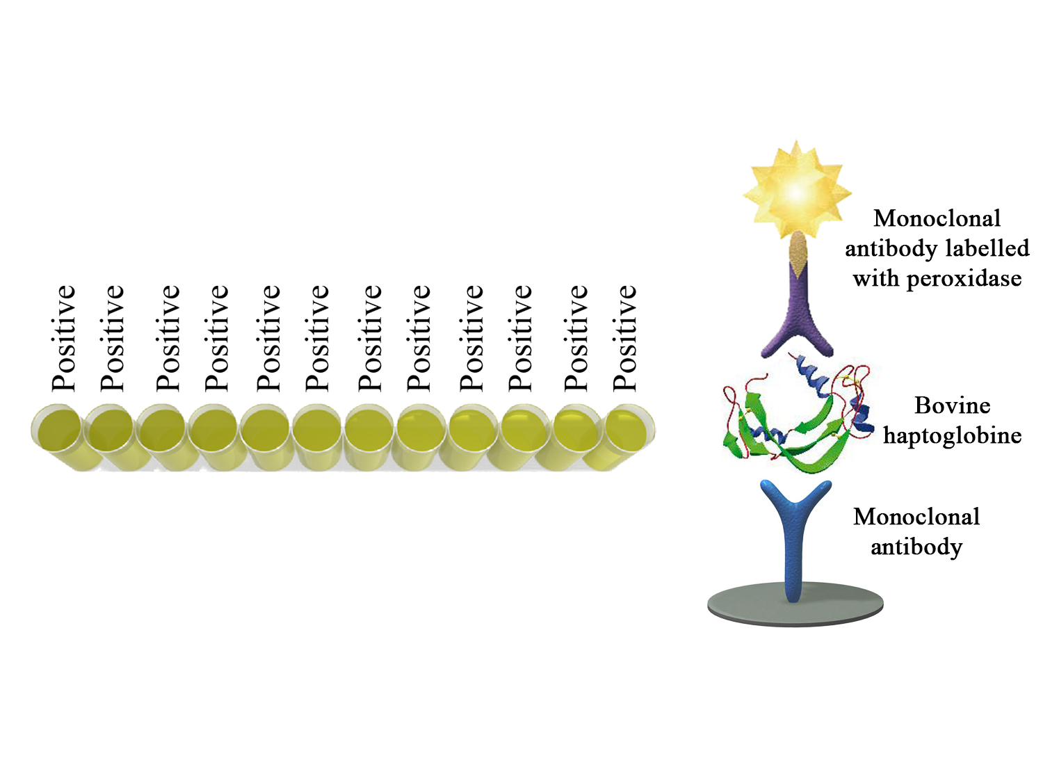 BIO K 328 - QuantELISA Bovine haptoglobin / sandwich